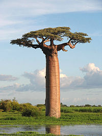 LWN - Baobab #1