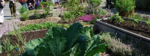 Bountiful Backyard Barter Links Urban Farmers